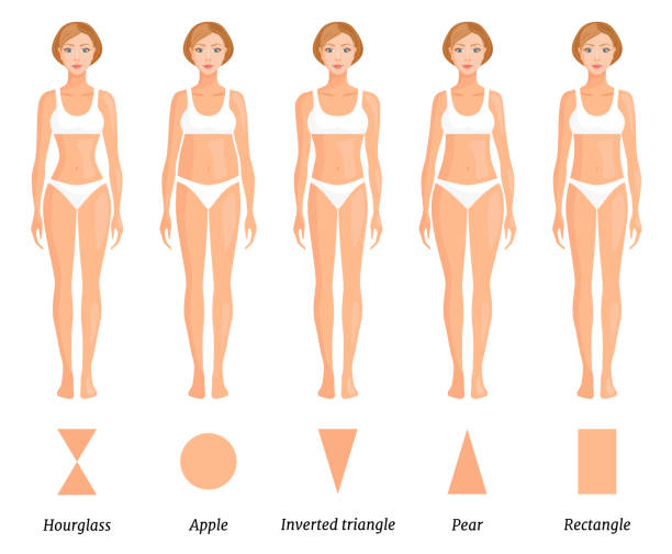 Forms of female body type. Various figures of women. Vector. Guide to the types of female figures. Vector illustration. An example of the different body types of women. body types stock illustrations