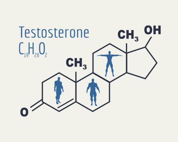 Image result for testosterone graphic