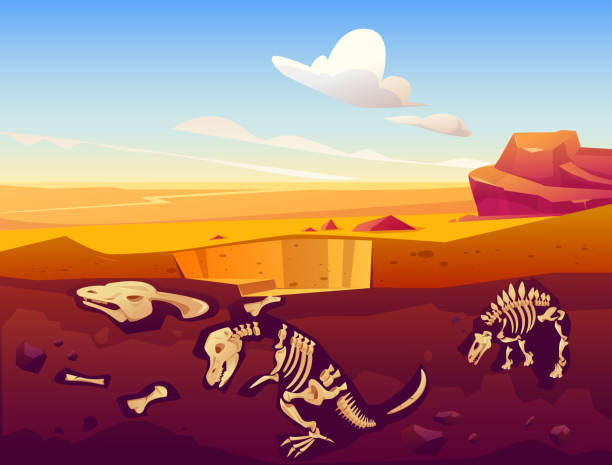ausgrabung endenfossiler dinosaurier in der sandwüste - archäologe stock-grafiken, -clipart, -cartoons und -symbole