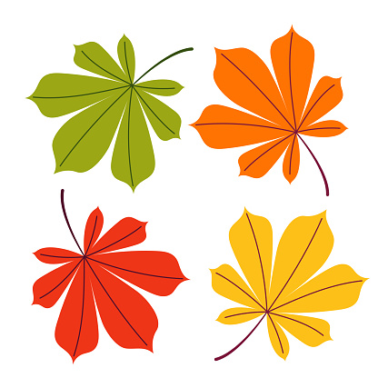 A set of autumn chestnut leaves of different colors on a white isolated background. Vector flat illustration. vector