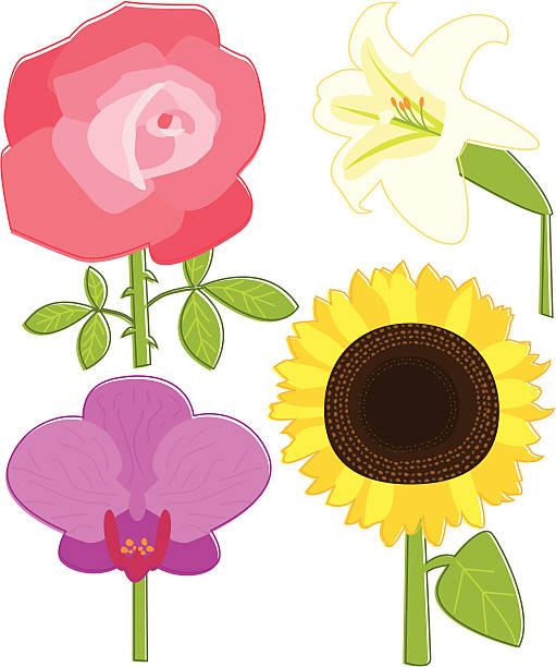 Four Flowers Four different flowers in a sketchy style. Download contains Illustrator CS2 ai, Illustrator 8.0 eps, and high-res jpeg. kathrynsk stock illustrations