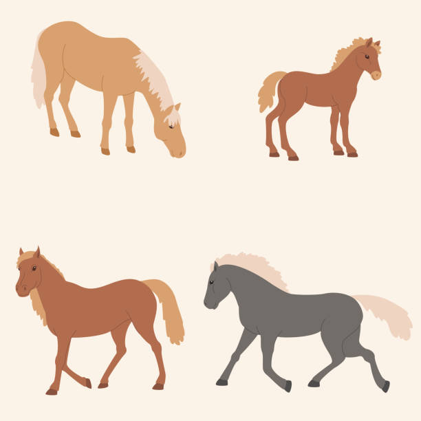bildbanksillustrationer, clip art samt tecknat material och ikoner med fyra hästar som vektor illustration - foal