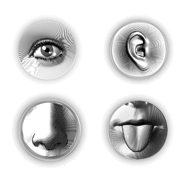 Four human senses engraving on white BG Four human part eye ear nose and tongue engraving drawing in circle shape isolated on white background engraved image stock illustrations