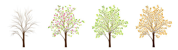 Four seasons of tree vector vector art illustration