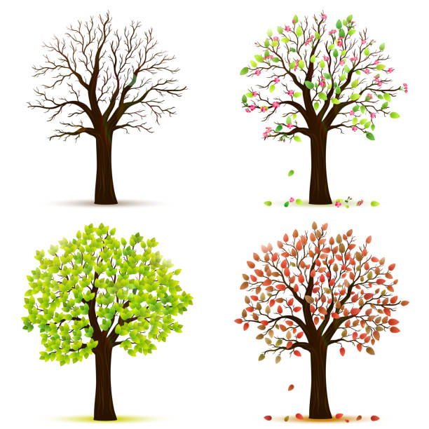Four seasons trees vector vector art illustration
