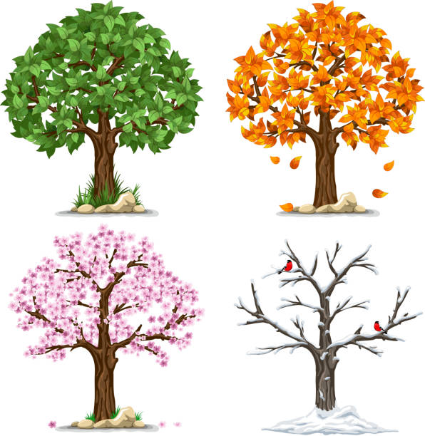 Four seasons Tree in four seasons - spring, summer, autumn, winter. Vector illustration. Isolated on white background. blossom stock illustrations