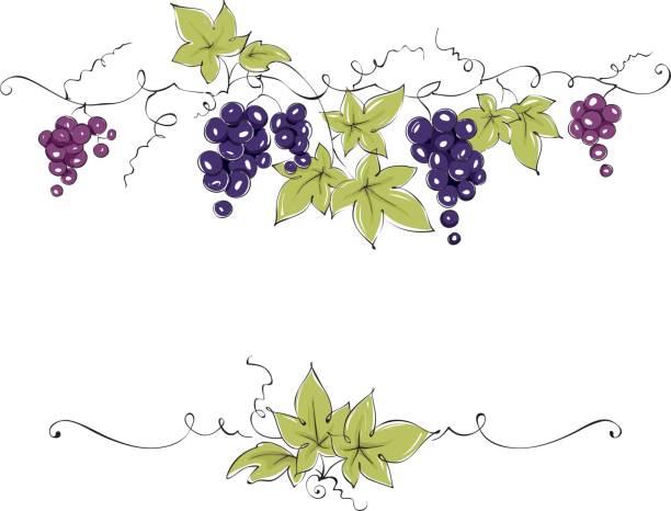 Frame from grapes Vector illustration, floral design element vine plant stock illustrations