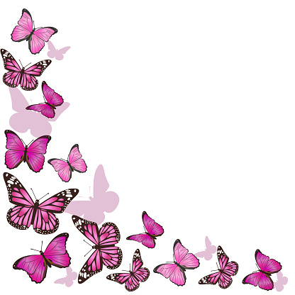 Frame of pink butterflies in flight. Isolated on white background. Vector graphics.