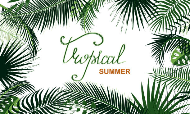 Frame of tropical foliage. Border with palm branches, leaves, monstera, green exotic grass. Rainforest concept, banner. Hand drawn lettering. Text Tropical summer. Floral background, web design, ad Frame of tropical foliage. Border with palm branches, leaves, monstera, green exotic grass. Rainforest concept, banner. Hand drawn lettering. Text Tropical summer. Floral background, web design, ad fern stock illustrations