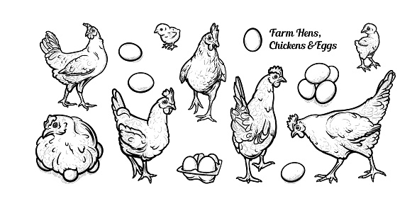 Free grazing hens with eggs and chickens. Set of egg-laying hens. Vector illustration