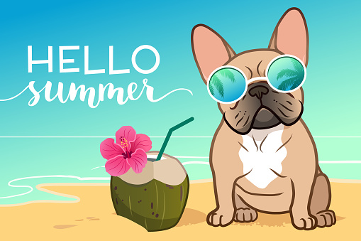 French bulldog puppy wearing reflective sunglasses on a sandy beach, ocean in background, coconut drink, Hello Summer text. Funny tropical vacation, summer holiday, warm weather, cute pets, dogs theme