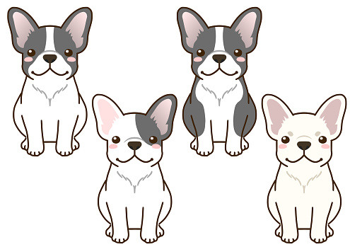 French bulldog with various coat colors