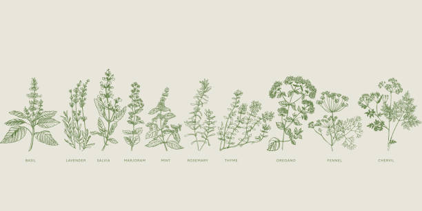 French cooking herbal sketch set French cooking herbal sketch set. Basil, lavender, salvia, marjoram, mint, rosemary, thyme, oregano, fennel, chervil hand drawn design element. grass illustrations stock illustrations