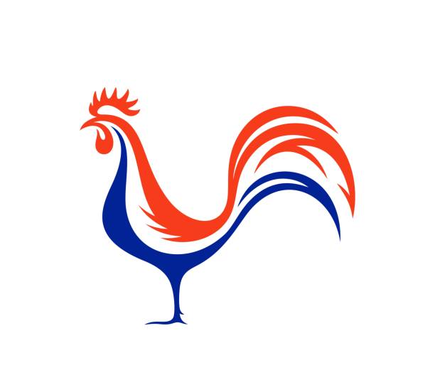 illustrations, cliparts, dessins animés et icônes de français coq. coq d’isolement sur le fond blanc - drapeau français
