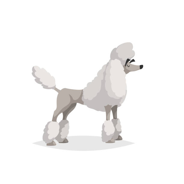 französische weiße pudel cartoon illustration. komischer hund charakter. heimtier isoliert auf weißem hintergrund. - pudelfrisuren stock-grafiken, -clipart, -cartoons und -symbole