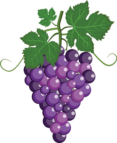 Fresh Bunch Of Grapes Purple Icon On White Background Vector ...