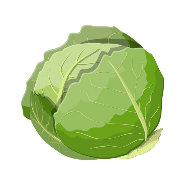 Fresh cabbage with green leaves Fresh cabbage with green leaves. Cabbage isolated on white background. Organic healthy food. Vegetarian nutrition. Vector illustration in flat style cabbage stock illustrations