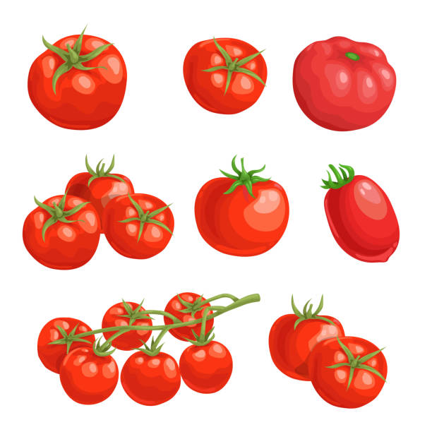 Fresh cartoon tomatoes. Whole red vegetables in flat design. Single and group farm fresh tomatoes. Vector illustrations isolated on white background. Fresh cartoon tomatoes. Whole red vegetables in flat design. Single and group farm fresh tomatoes. Vector illustrations isolated on white background. tomato cartoon stock illustrations