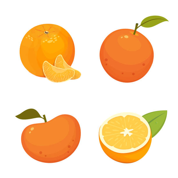 新鮮柑橘類水果與橘子，葡萄柚，柳丁分離載體插圖。 - 橙色 幅插畫檔、美工圖案、卡通及圖標