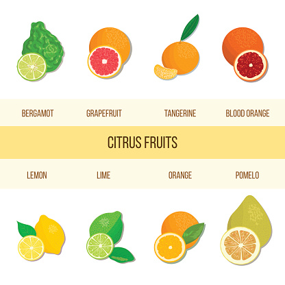Fresh Citrus set. Bergamot, lemon, grapefruit, lime, mandarin, pomelo, orange, blood orange with slices