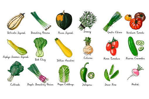 Fresh food. Set of colored vegetables. Delicata Squash, Bunching Onions, Anaheim Peppers, Zephyr Summer Squash, Yellow Zucchini, Collards line drawn on a white background. Vector illustration.