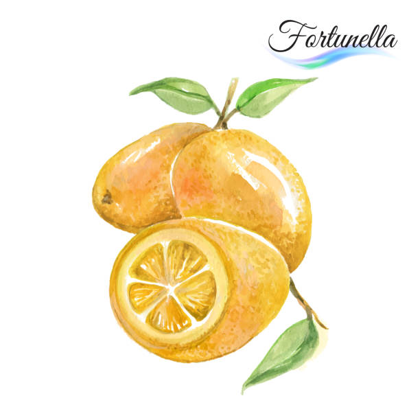 Fresh fruit Fresh fruit fortunella isolated on white background kumquat stock illustrations