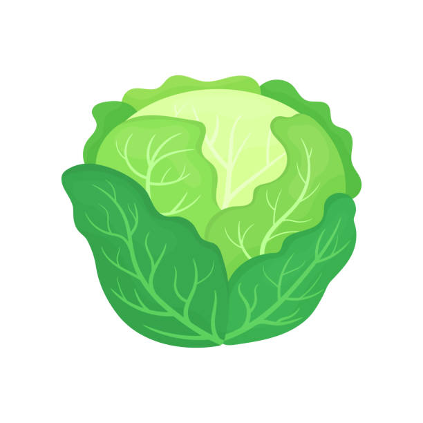 Fresh green cabbage isolated on white background. Organic food. Cartoon style. Vector illustration for design. Fresh green cabbage isolated on white background. Organic food. Cartoon style. Vector illustration for design. cabbage stock illustrations