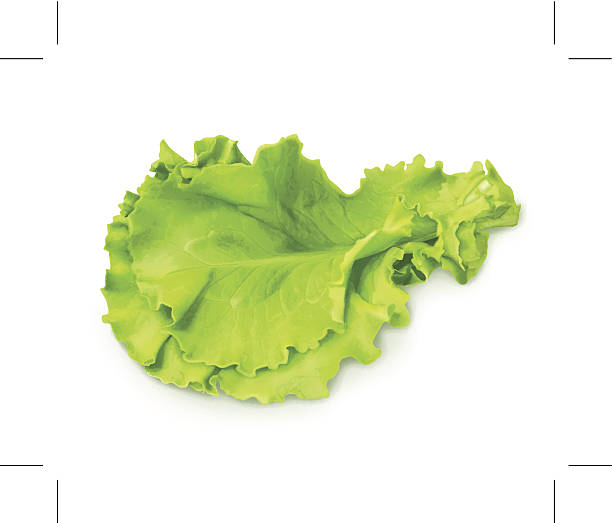Royalty Free Lettuce Clip Art, Vector Images ...