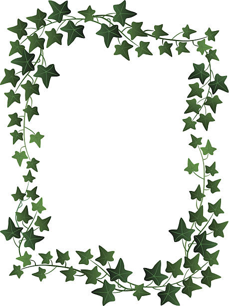 Ivy Border Background Illustrations, Royalty-Free Vector Graphics