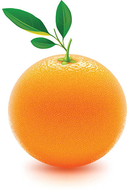 Fresh juicy orange in 3D on white background vector art illustration