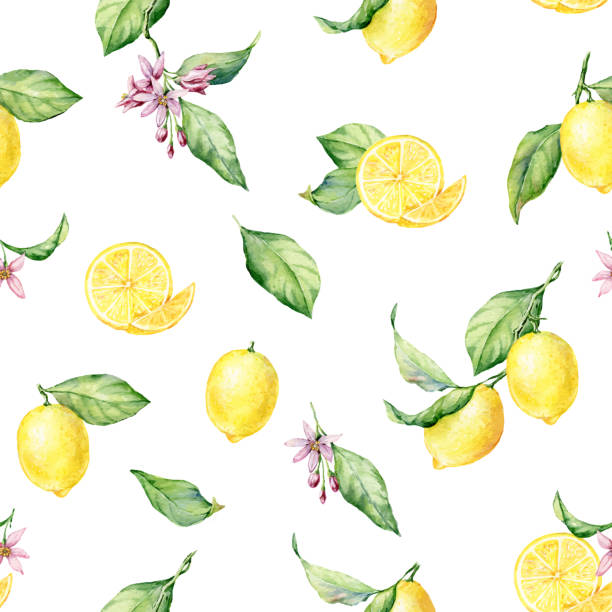 bildbanksillustrationer, clip art samt tecknat material och ikoner med färska citroner akvarell sömlöst mönster på den vita bakgrunden. - lemon