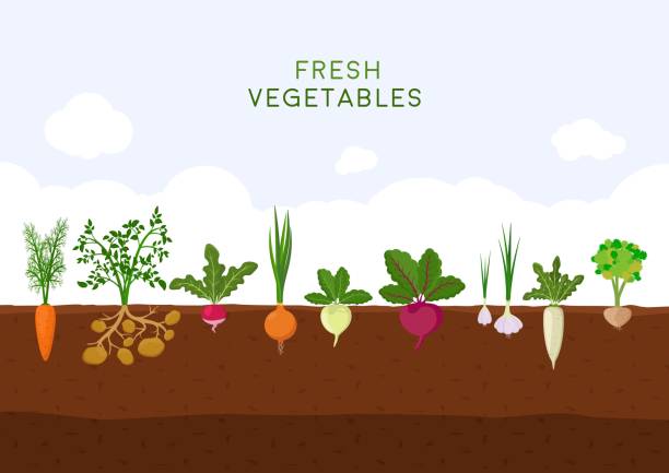 푸른 하늘 배경에서 신선한 유기 야채 정원입니다. 다른 종류의 루트 채소와 정원입니다. 지 하 성장 하는 야채 공장 설정: 당근, 양파, 감자, 무, 무, 무 우, 마늘, 셀러리 - 야채 가든 stock illustrations