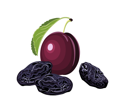 Fresh plum and dried prunes isolated on white background. Vector illustration of sweet fruits in cartoon flat style.