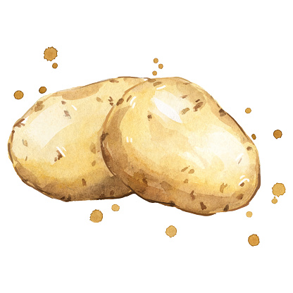 fresh potatoes watercolor painting