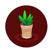 Fresh Potted Colorful Aloe Vera Plant Vector Illustration, Cartoon Style Icon painting, Home Decoration