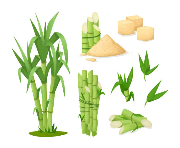 Fresh squeezed sugarcane in glass with stalks, cubes, sugarcane plant, bamboo. Cane sugar with stem and leaf plants. Fresh squeezed sugarcane in glass with stalk isolated, cubes, sugarcane plant, bamboo. Natural organic production food vector cartoon illustration bamboo plant stock illustrations