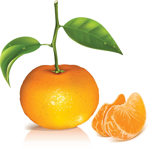 Best Mandarin Illustrations Royalty Free Vector Graphics Best Mandarin Illustrations Royalty Free Vector Graphics