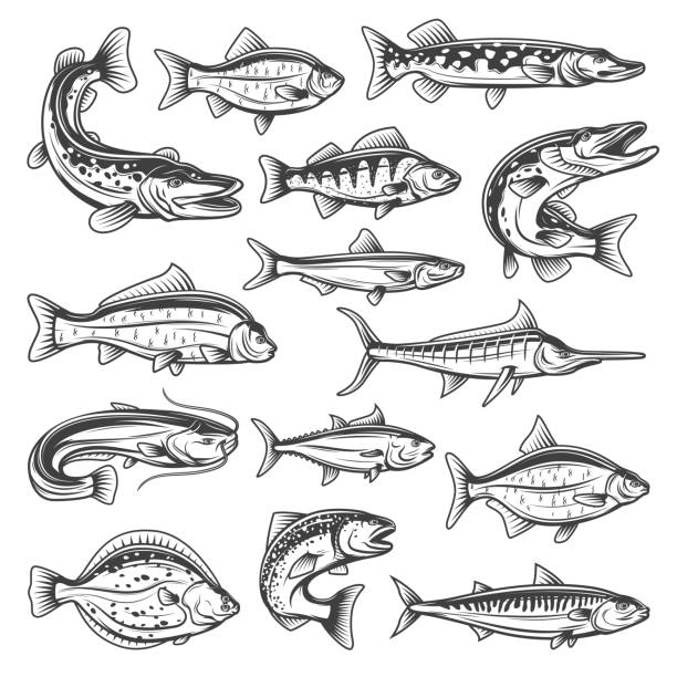 Freshwater and ocean vector fish Vector fish species, ocean, sea and freshwater. Fishing sport theme, pike and salmon, tuna and marlin, bream and trout, sprat and carp, sheatfish and perch, mackerel and cruician white perch fish stock illustrations