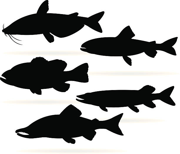 Freshwater Fish - Bass, Catfish, Trout, Salmon, Pike Silhouette illustrations of Freshwater Fish - Bass, Catfish, Trout, Salmon, Pike. Check out my "Vectors Animals & Insects" light box for more. brook trout stock illustrations