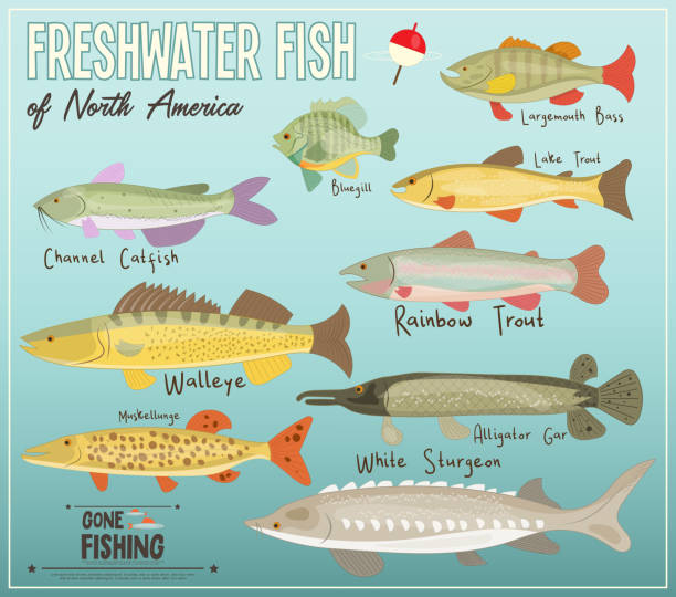Freshwater Fish of North America Freshwater Fish of North America. Infographic Poster for Fishing Club. Vector Illustration. freshwater stock illustrations