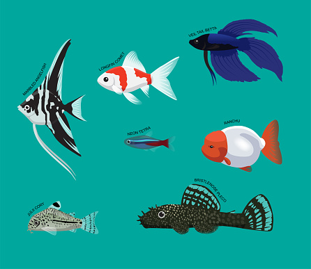 Freshwater Fish Set Various Kind Identify Cartoon Vector 1