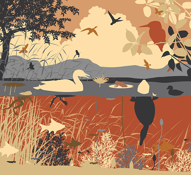 Freshwater pondlife EPS8 editable vector illustration of diverse wildlife in a freshwater ecosystem with all figures as separate objects duck pond stock illustrations