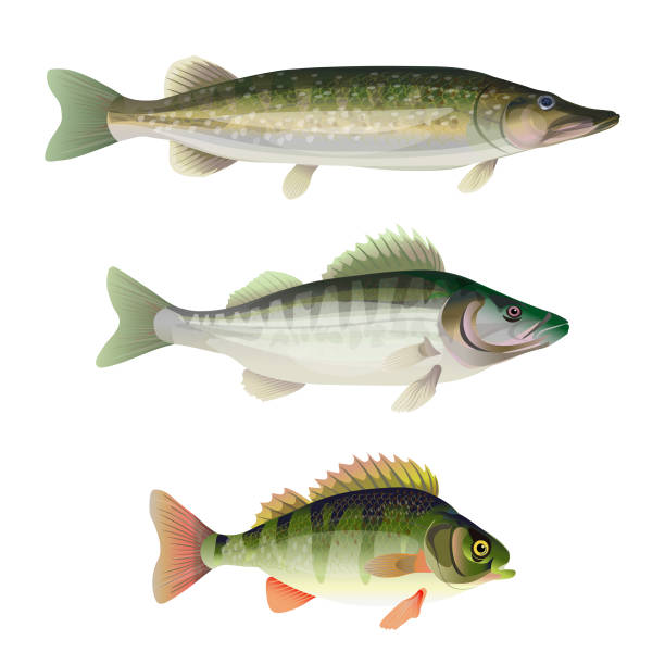 Freshwater predatory fish Set of freshwater predatory fish. Pike, zander, perch. Vector illustration isolated on white background white perch fish stock illustrations