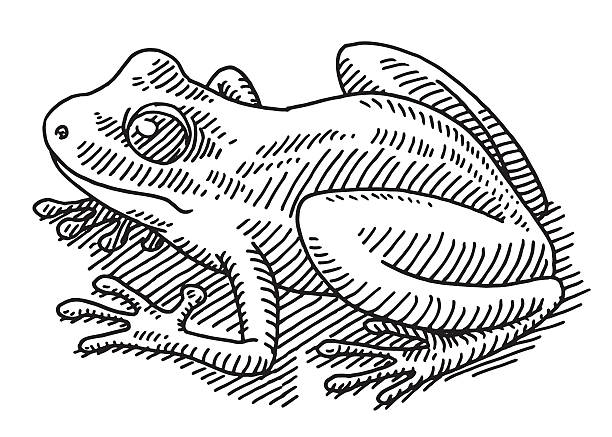Frog Animal Drawing Hand-drawn vector drawing of a Frog Animal. Black-and-White sketch on a transparent background (.eps-file). Included files are EPS (v10) and Hi-Res JPG. tree frog drawing stock illustrations