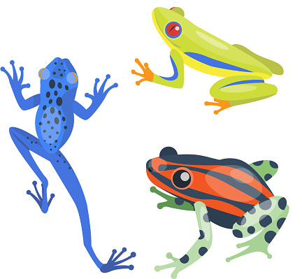 Frog cartoon tropical animal cartoon nature icon funny and isolated mascot character wild funny forest toad amphibian vector illustration