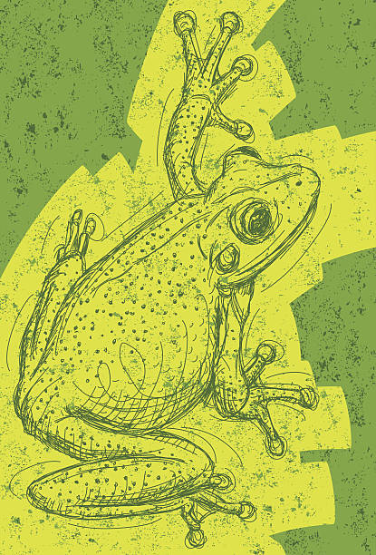 Frog drawing Frog drawing over an abstract background. The artwork and background are on separate labeled layers. tree frog drawing stock illustrations