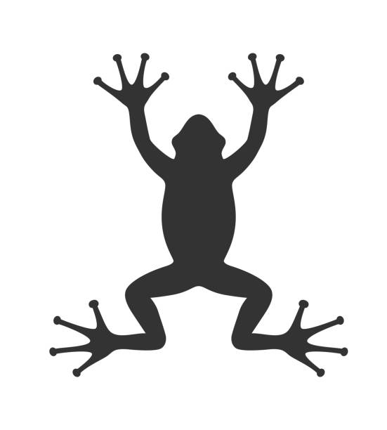 Frog graphic Frog graphic icon. Frog black sign isolated on white background. Vector illustration tree frog drawing stock illustrations