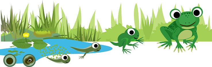 Frog life cycle. Sequence of stages of development of frog from egg to adult animal against the pond