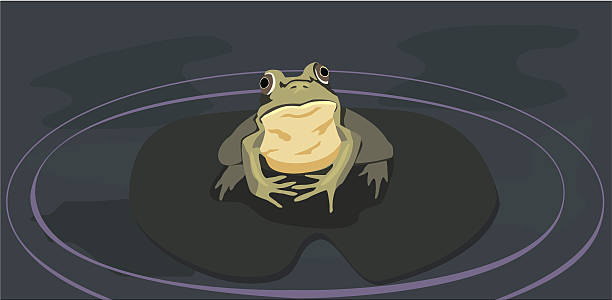 illustrazioni stock, clip art, cartoni animati e icone di tendenza di vettore di rana su foglia di giglio - ranocchia