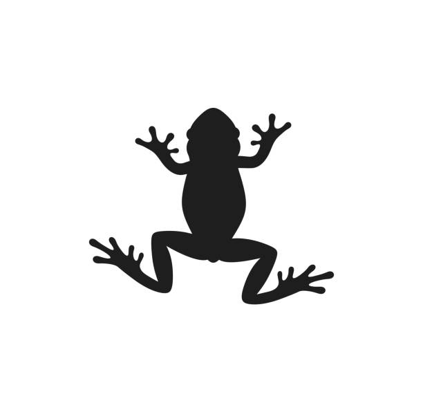 Frog silhouette. Abstract frog on white background EPS 10. Vector illustration brook trout stock illustrations